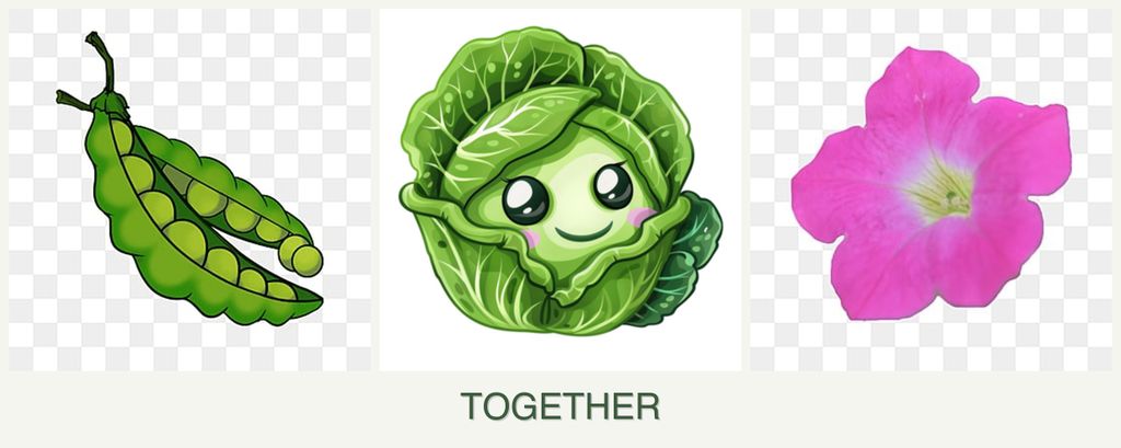 Can you plant peas, cabbage and petunias together?