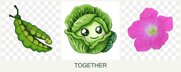 Can you plant peas, cabbage and petunias together?