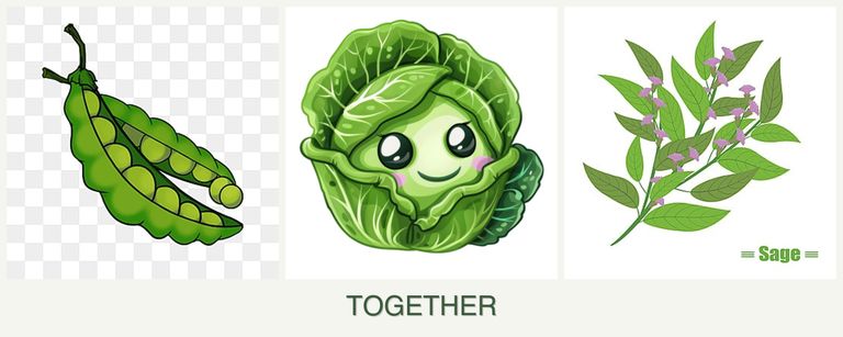 Can you plant peas, cabbage and sage together?