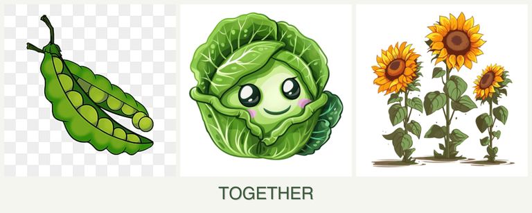 Can you plant peas, cabbage and sunflowers together?