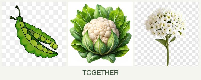 Can you plant peas, cauliflower and alyssum together?