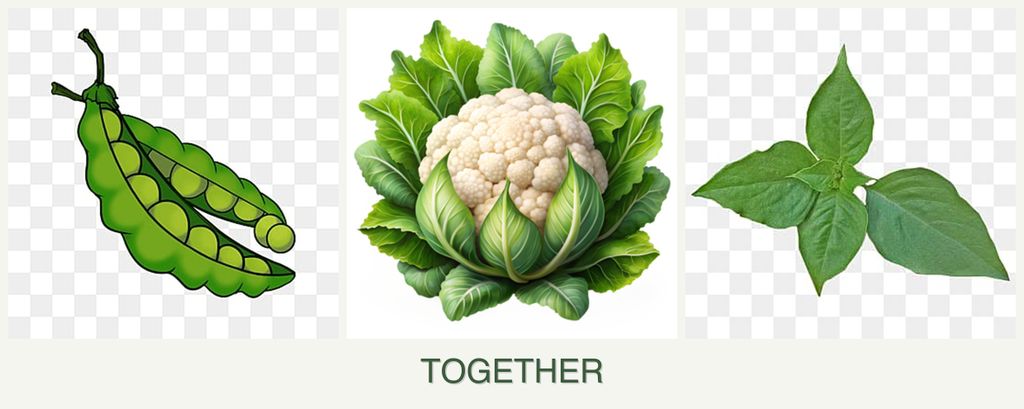 Can you plant peas, cauliflower and basil together?