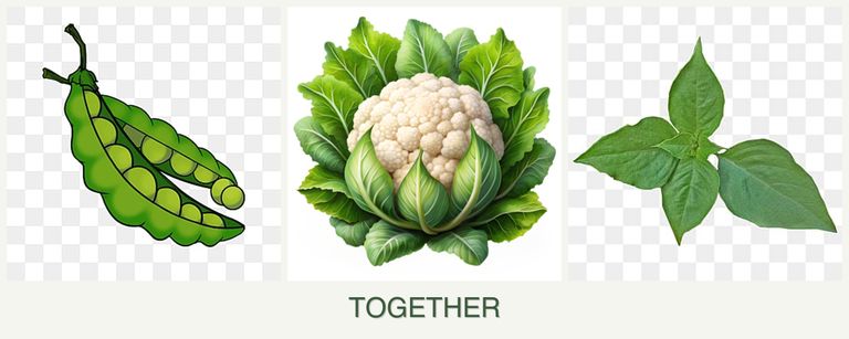 Can you plant peas, cauliflower and basil together?
