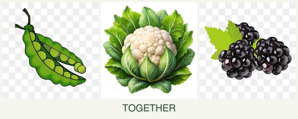 Can you plant peas, cauliflower and blackberries together?