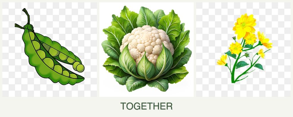Can you plant peas, cauliflower and calendula together?