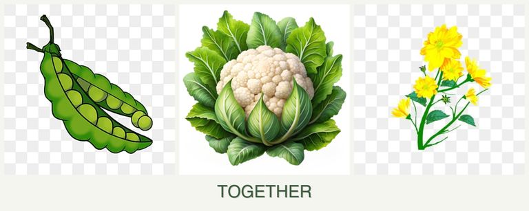 Can you plant peas, cauliflower and calendula together?