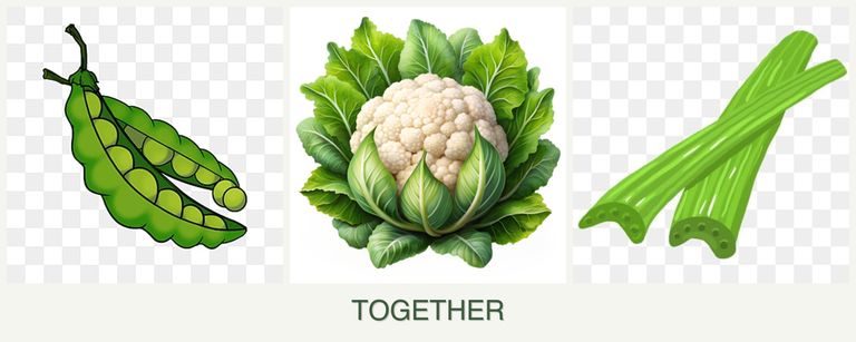 Can you plant peas, cauliflower and celery together?