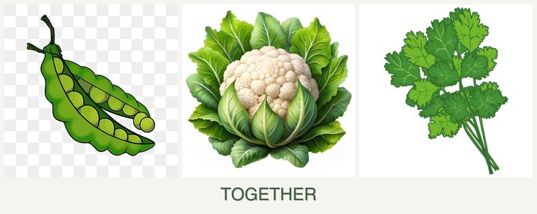 Can you plant peas, cauliflower and cilantro together?