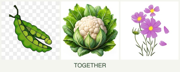 Can you plant peas, cauliflower and cosmos together?