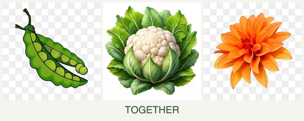 Can you plant peas, cauliflower and dahlias together?