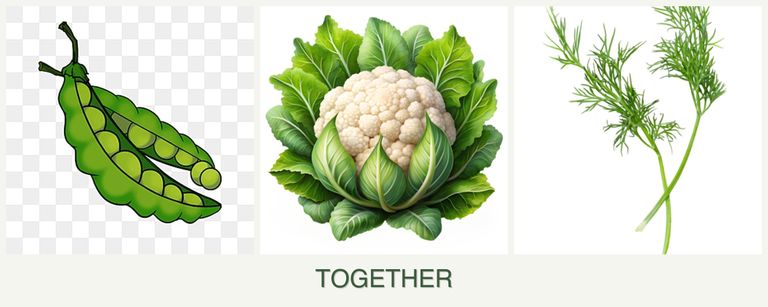 Can you plant peas, cauliflower and dill together?