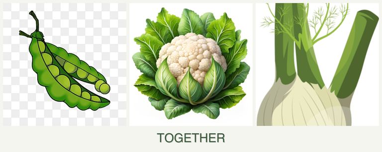 Can you plant peas, cauliflower and fennel together?