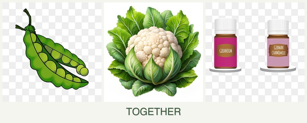 Can you plant peas, cauliflower and geraniums together?