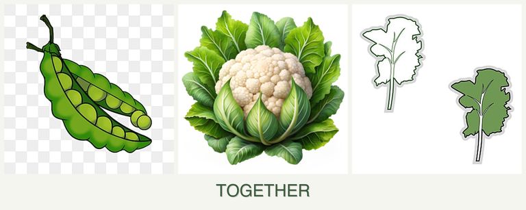 Can you plant peas, cauliflower and kale together?
