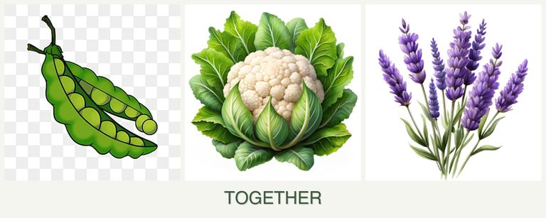 Can you plant peas, cauliflower and lavender together?