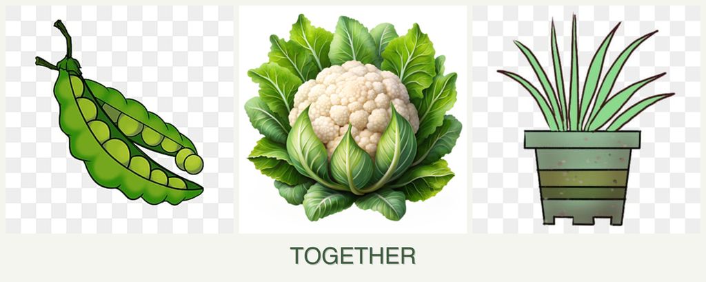 Can you plant peas, cauliflower and lemongrass together?