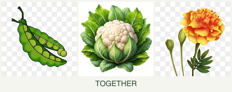 Can you plant peas, cauliflower and marigolds together?