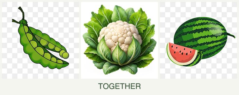 Can you plant peas, cauliflower and melons together?