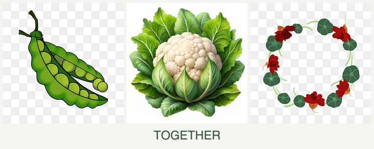 Can you plant peas, cauliflower and nasturtiums together?
