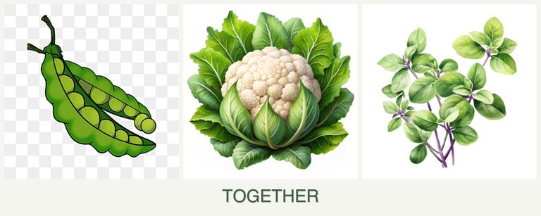 Can you plant peas, cauliflower and oregano together?