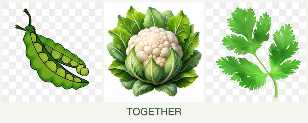 Can you plant peas, cauliflower and parsley together?