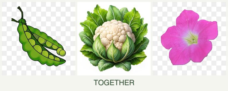 Can you plant peas, cauliflower and petunias together?