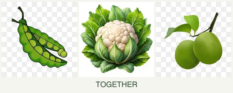 Can you plant peas, cauliflower and plums together?