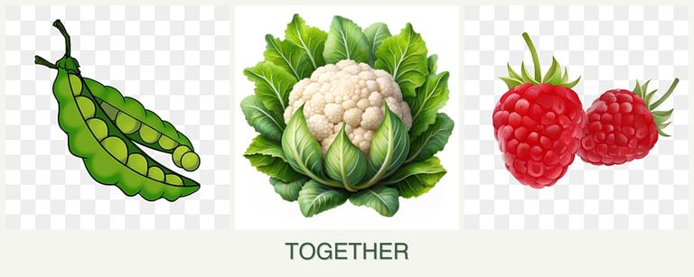 Can you plant peas, cauliflower and raspberries together?