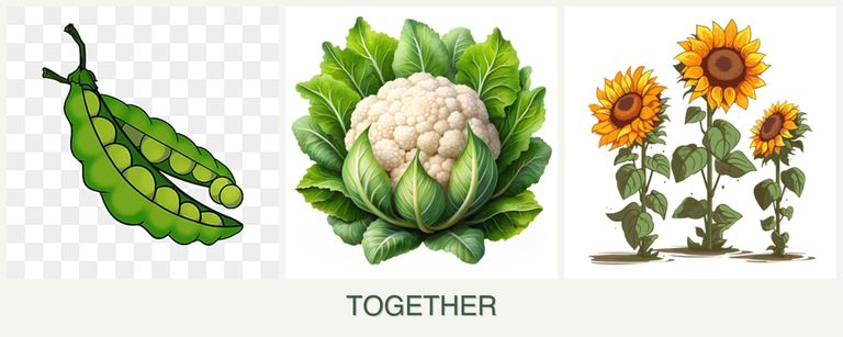 Can you plant peas, cauliflower and sunflowers together?