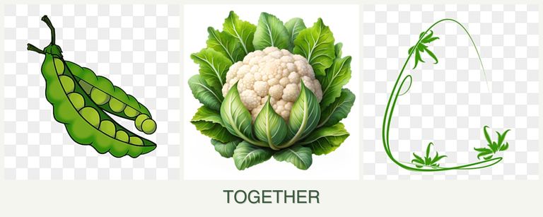 Can you plant peas, cauliflower and tarragon together?