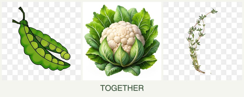 Can you plant peas, cauliflower and thyme together?
