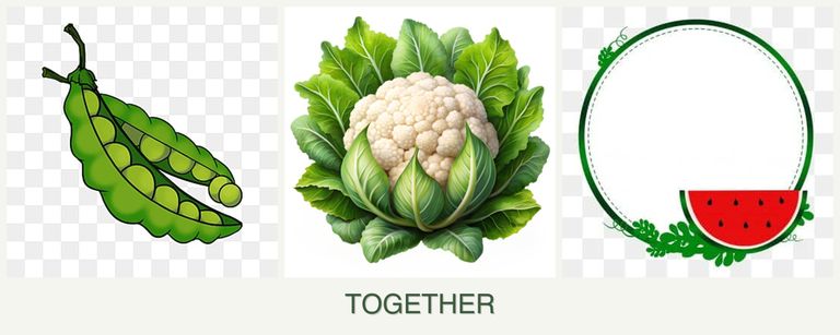 Can you plant peas, cauliflower and watermelons together?