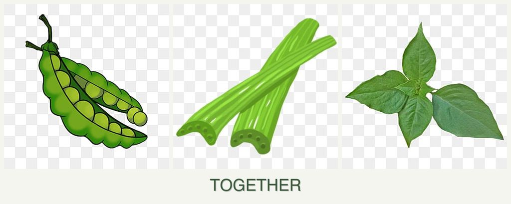 Can you plant peas, celery and basil together?