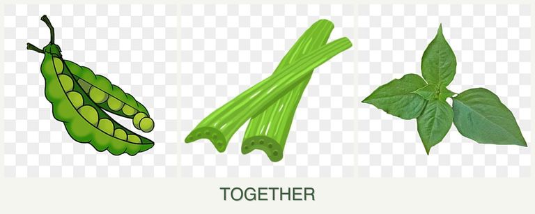 Can you plant peas, celery and basil together?