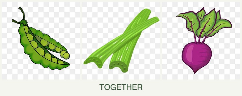 Can you plant peas, celery and beets together?