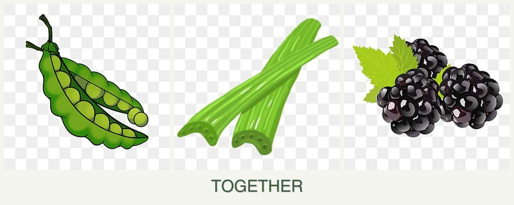 Can you plant peas, celery and blackberries together?
