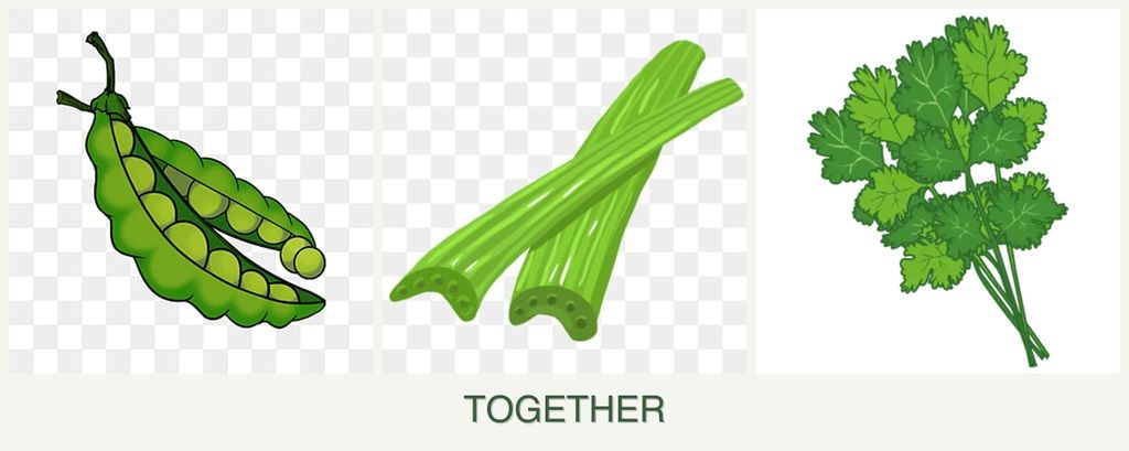Can you plant peas, celery and cilantro together?