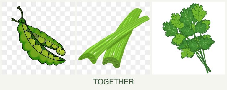 Can you plant peas, celery and cilantro together?