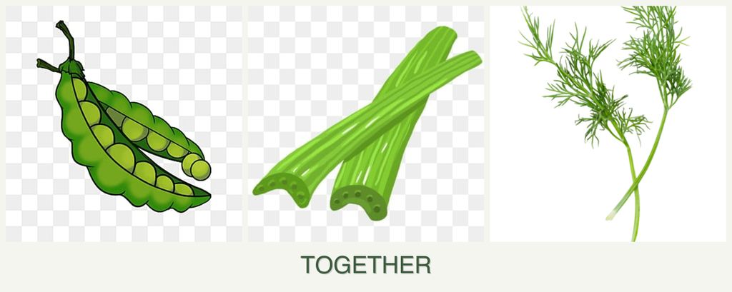 Can you plant peas, celery and dill together?