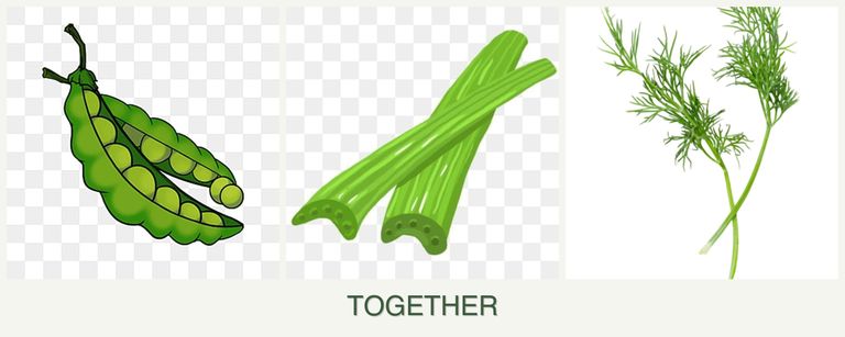 Can you plant peas, celery and dill together?