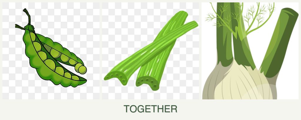 Can you plant peas, celery and fennel together?
