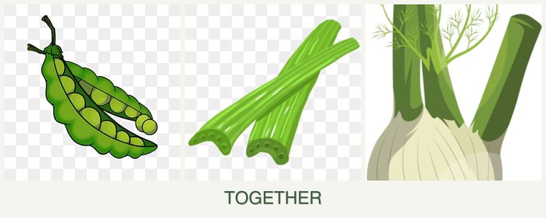 Can you plant peas, celery and fennel together?