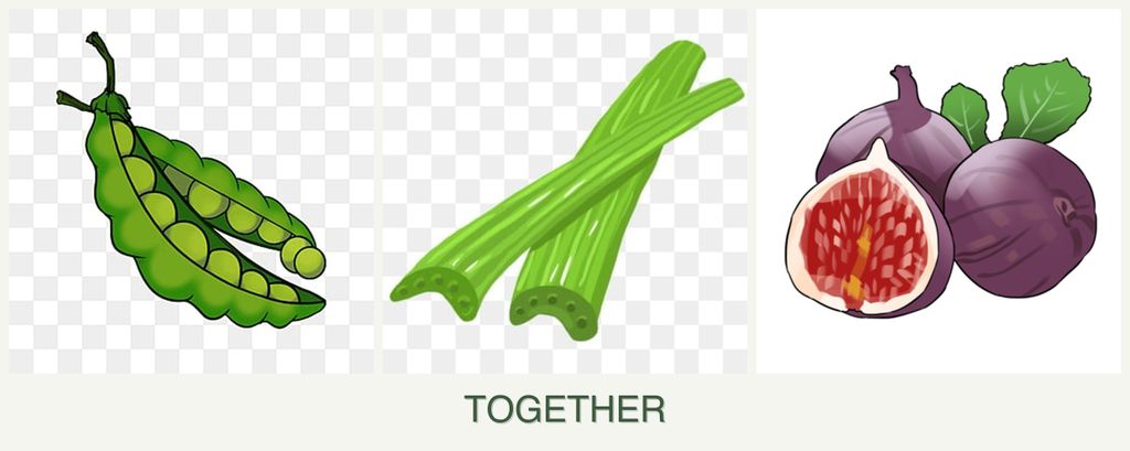 Can you plant peas, celery and figs together?