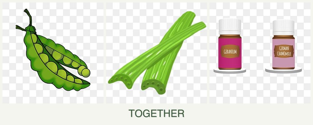 Can you plant peas, celery and geraniums together?