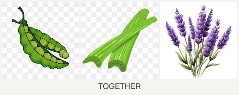 Can you plant peas, celery and lavender together?