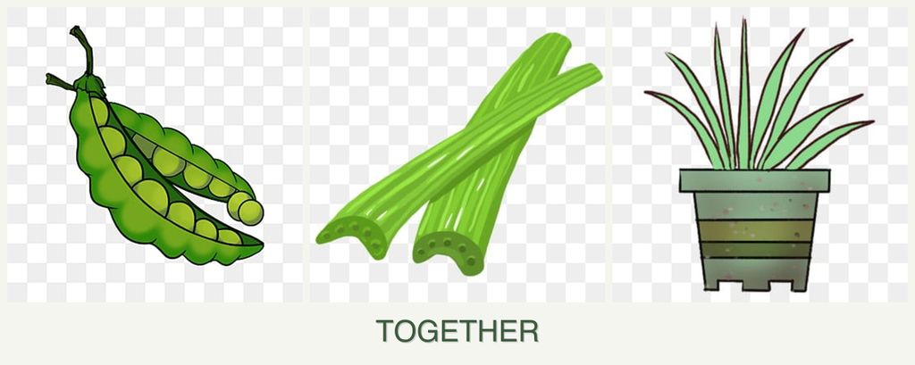 Can you plant peas, celery and lemongrass together?