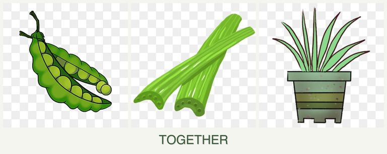 Can you plant peas, celery and lemongrass together?