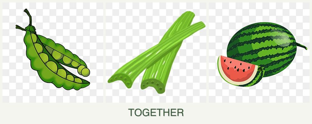 Can you plant peas, celery and melons together?