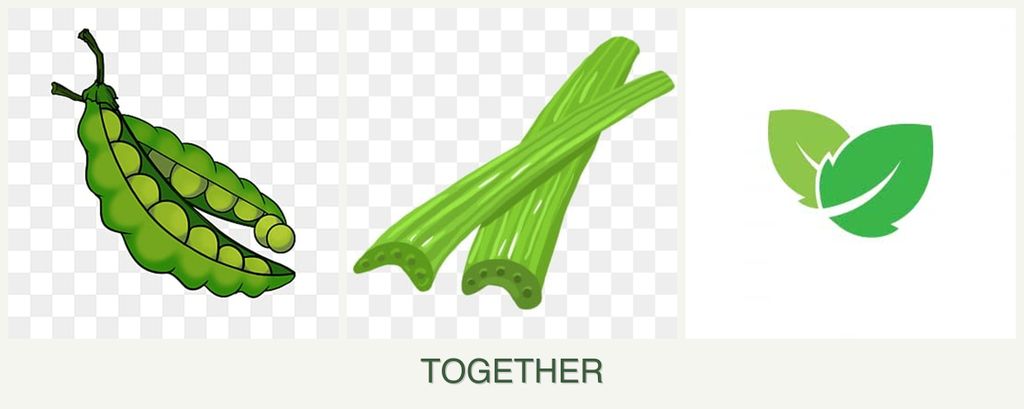 Can you plant peas, celery and mint together?