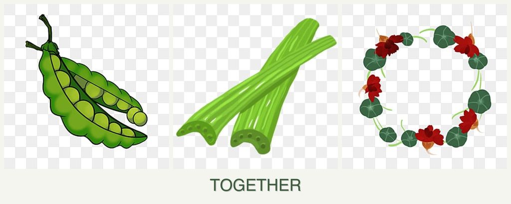 Can you plant peas, celery and nasturtiums together?